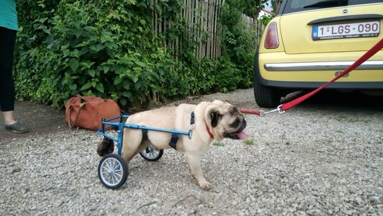 Roulette Pour Carlin Chariot Pour Carlin Voiturette Pour Carlin Chaise Roulante Pour Carlin Roulette Pour Chien Chariot Pour Chien Roulette Pour Chien Paralyse Handicape Chariot Voiturette